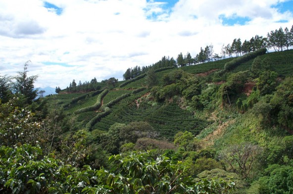 Costa Rica Coffee Farm
