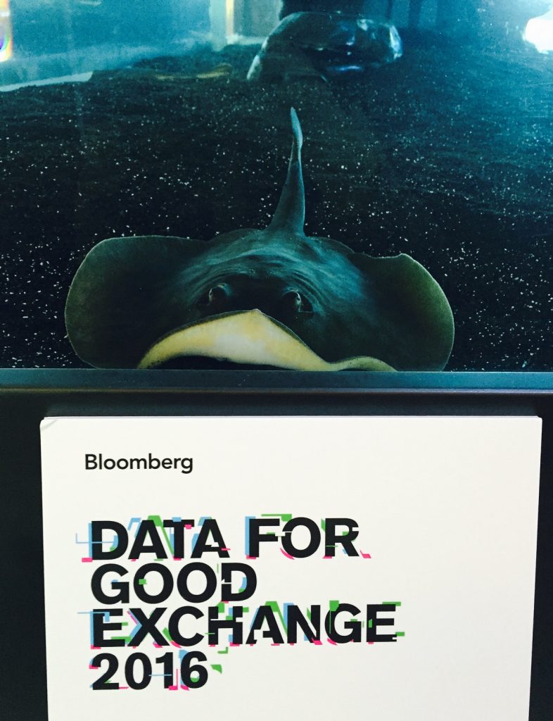 D4GX-SF-stingrays