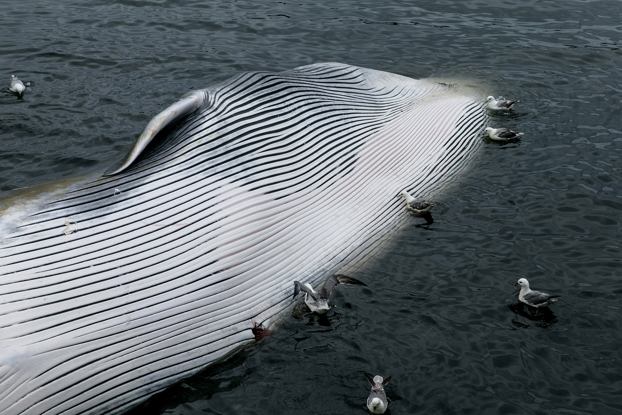 the controversial issue of whaling and the whale industry Whale watching is a bigger industry from a financial point of view, it makes no sense to hunt whales this is due to the fact that even though whaling brings in a profit for companies and countries, whale watching is a much more sustainable business model that has billions of dollars’ worth of untapped revenue because people are more . the controversial issue of whaling and the whale industry Whale watching is a bigger industry from a financial point of view, it makes no sense to hunt whales this is due to the fact that even though whaling brings in a profit for companies and countries, whale watching is a much more sustainable business model that has billions of dollars’ worth of untapped revenue because people are more .
