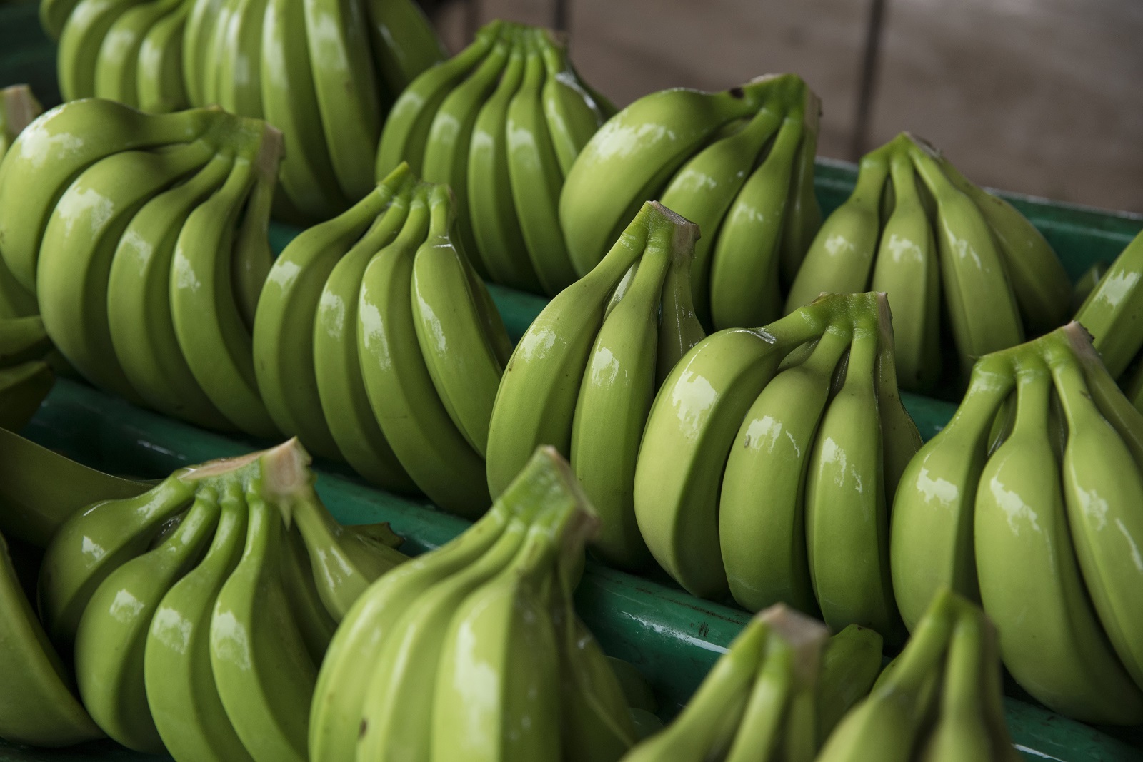 China is going bananas for bananas as purchases surge to record