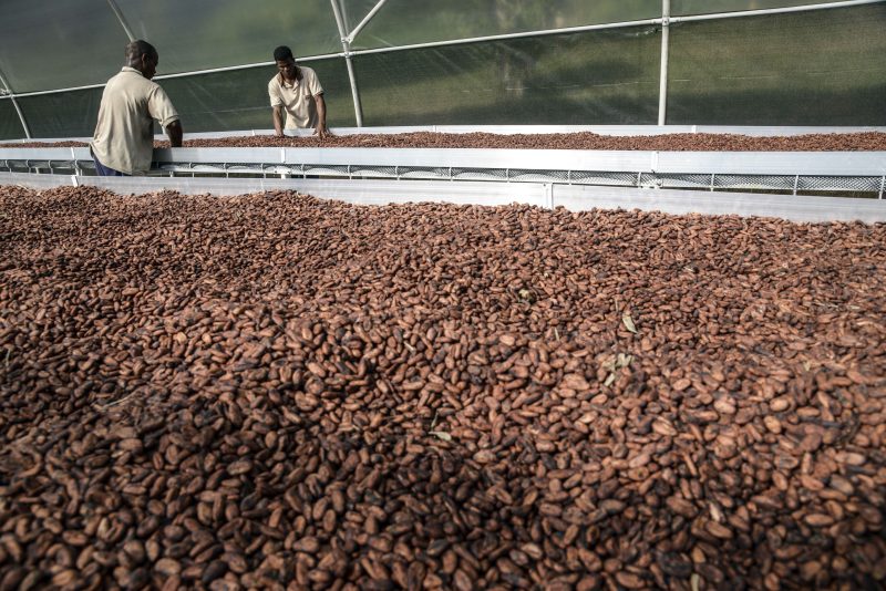 Cocoa beans to bring Ghana foreignexchange market to life Bloomberg